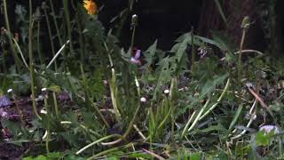 Обыкновенные щеглы (Carduelis carduelis) кормятся семенами одуванчика (Taraxacum officinale).