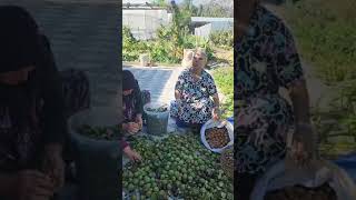 Safiye Soyman Yeşilbaşköy Köy Evindeki Cevizleri Toplama