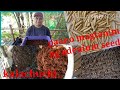 Vlog #23 paano magtanim ng kalachuchi seeds |how to plant adenium seeds |