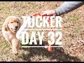 Golden retriever puppy tucker day 32