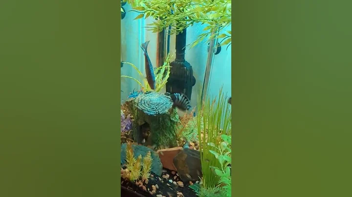 Convict Cichlid parents defend their fry from a Texas Cichlid - DayDayNews