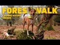 [NO ADS] Dog TV for Dogs to Watch 🐕 Virtual Dog Walk with Nature Sounds 🌲 Calming Videos for Dogs