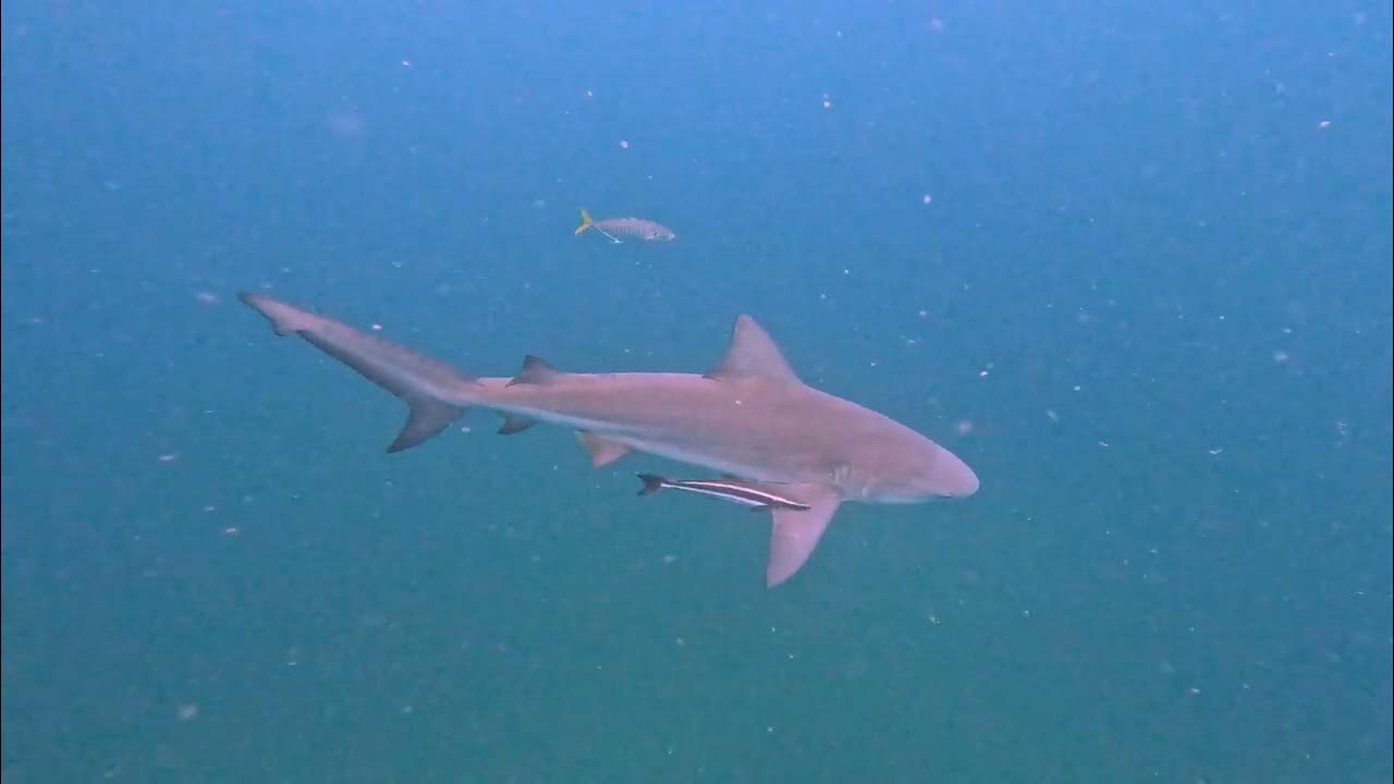 Bull shark swimming past - YouTube