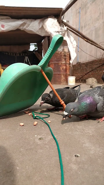 pigeon trap