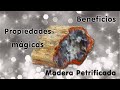 Madera petrificada sus beneficios y propiedades mágicas