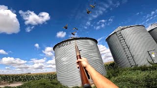 The BEST Hunting Shotgun for $300? (Pigeon Hunting)