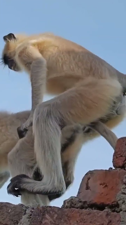 monkey Sex