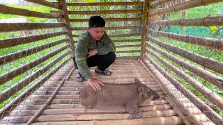 Technique Build Pig House With Bamboo Floor, Raise Pigs - Rural Life
