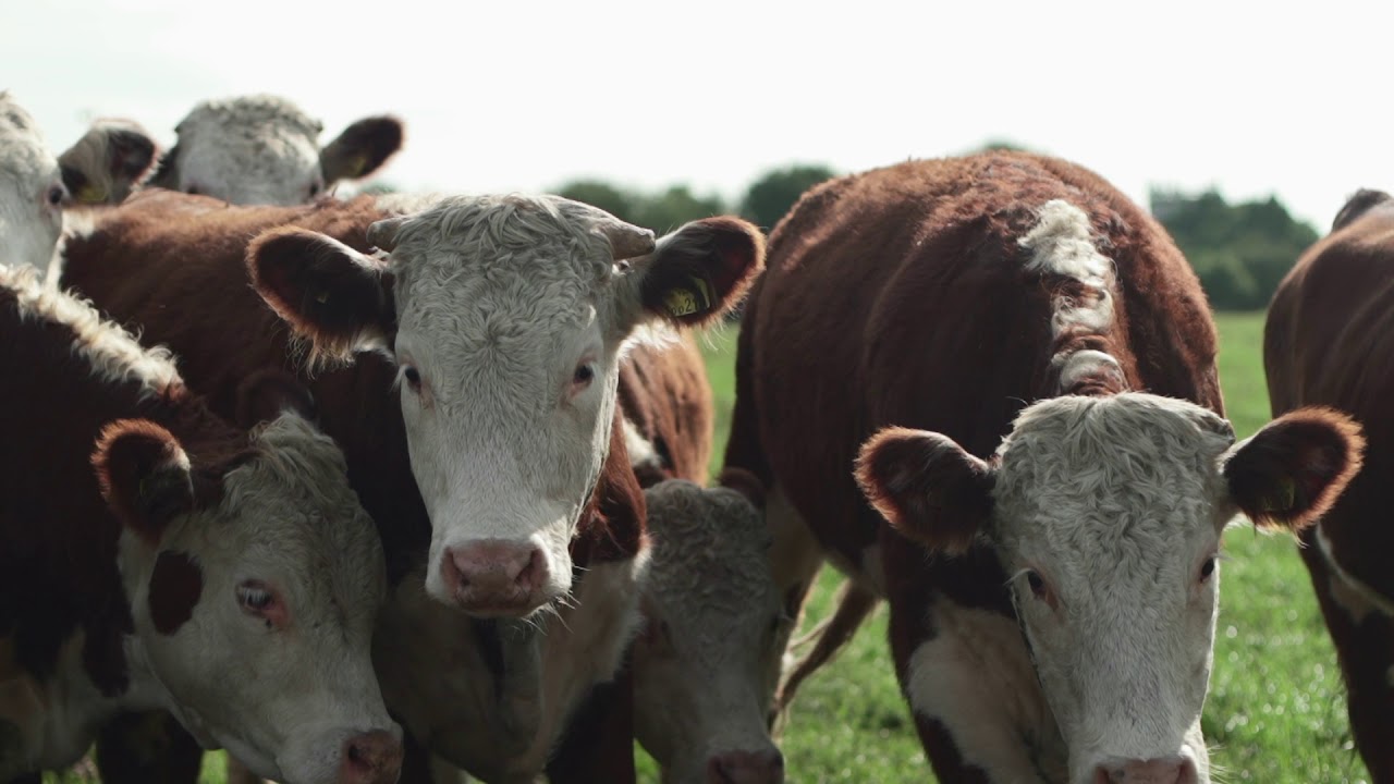 Welcome to Essington Farm