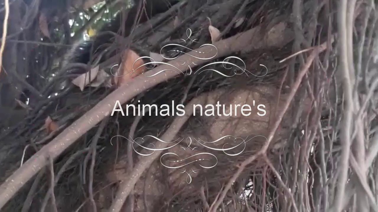 What kind of animals - YouTube