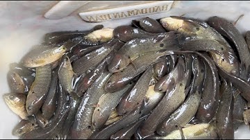 24h Thử Thách Câu Cá Ở Vùng Biên Giới CAMBODIA Của 3 Amh Em-Câu Cá Rô Đồng / lãng tử miền tây T14