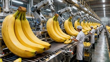 Inside a Banana Drying Factory: Turning Fresh Bananas Into Sweet Dried Snacks (Full Process)