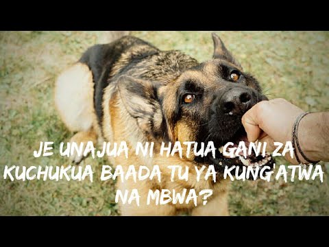 Video: Mbwa wanaweza kula tilapia?