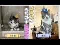 【うちの子記念日】わずか360gで保護した子猫が“奇跡の復活”…3年後の意外な姿がこちら！