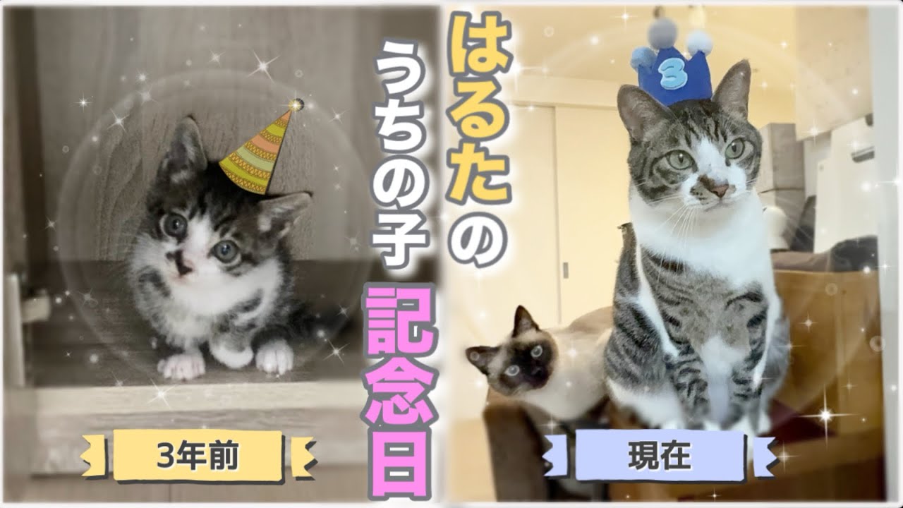 【うちの子記念日】わずか360gで保護した子猫が“奇跡の復活”…3年後の意外な姿がこちら！