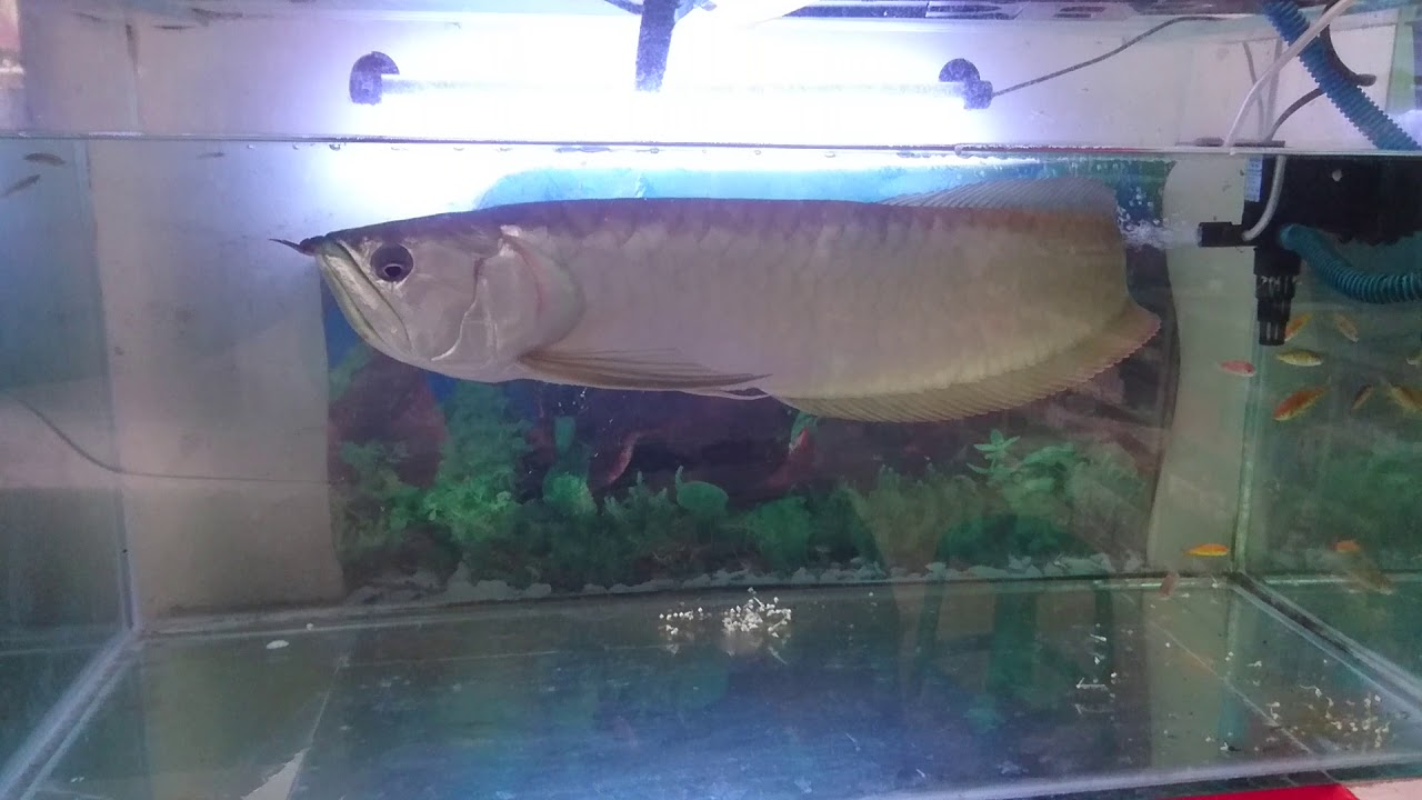 Pecinta ikan Arwana silver