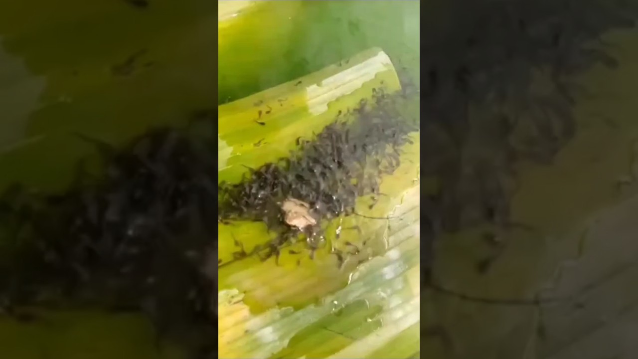 Umur berapa LARVA LELE mulai diberi pakan PASTA❓