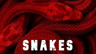 Trap Type Beat - SNAKES | Type Beat | Freestyle Beat | Free Trap Instrumental 2025