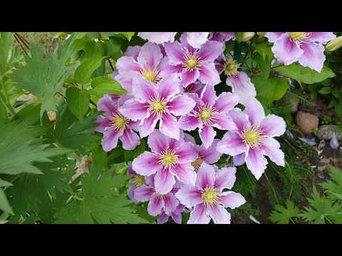 Video: Clematis Gri