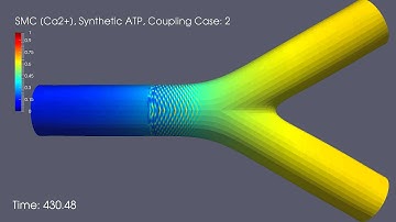 [Ca2+] Waves in Smooth Muscle Cells: Coupling Case 2