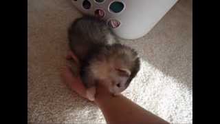 Litter training your ferret