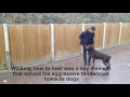 how to calm your boisterous Doberman with Tulsa the Doberman how to calm your boisterous Doberman with Tulsa the Doberman