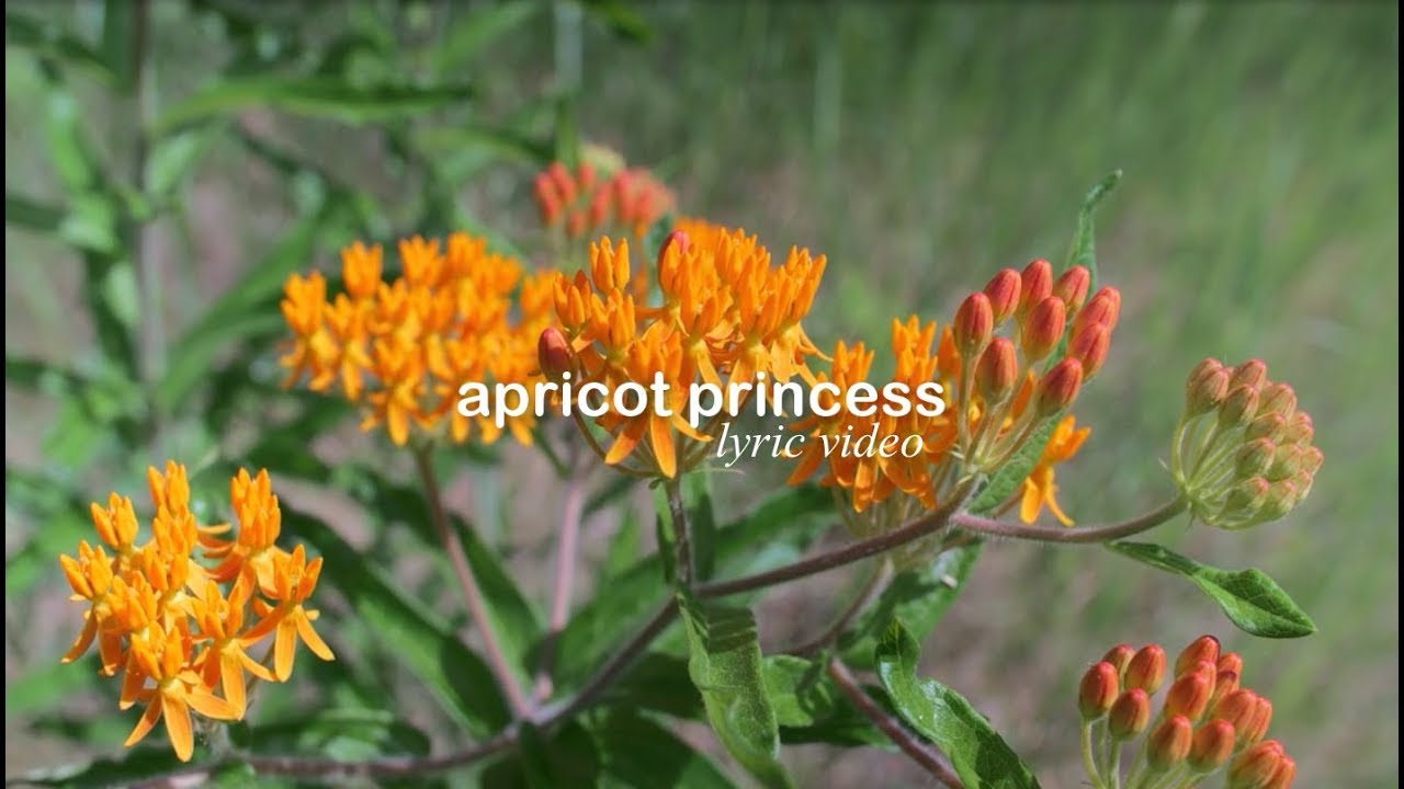 apricot princess // rex orange county lyric video YouTube