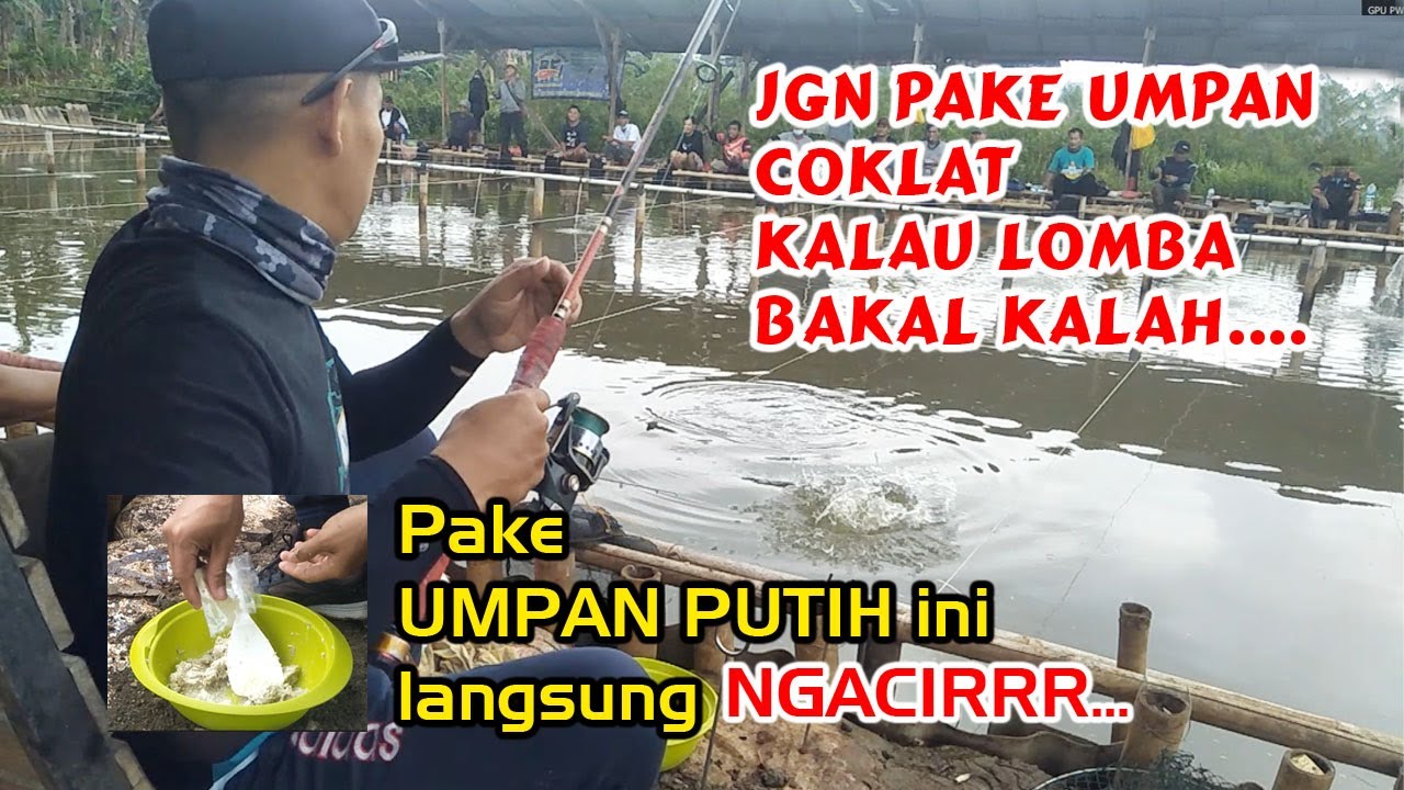 Kalau Mancing Lomba Jangan Pake Umpan Coklat!! Pake Umpan Putih Ini Langsung Ngacirrr..!! RAJA UMPAN
