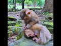 #monkeysr #babyanimal #babymonkey #animals #babyprimate #cute
