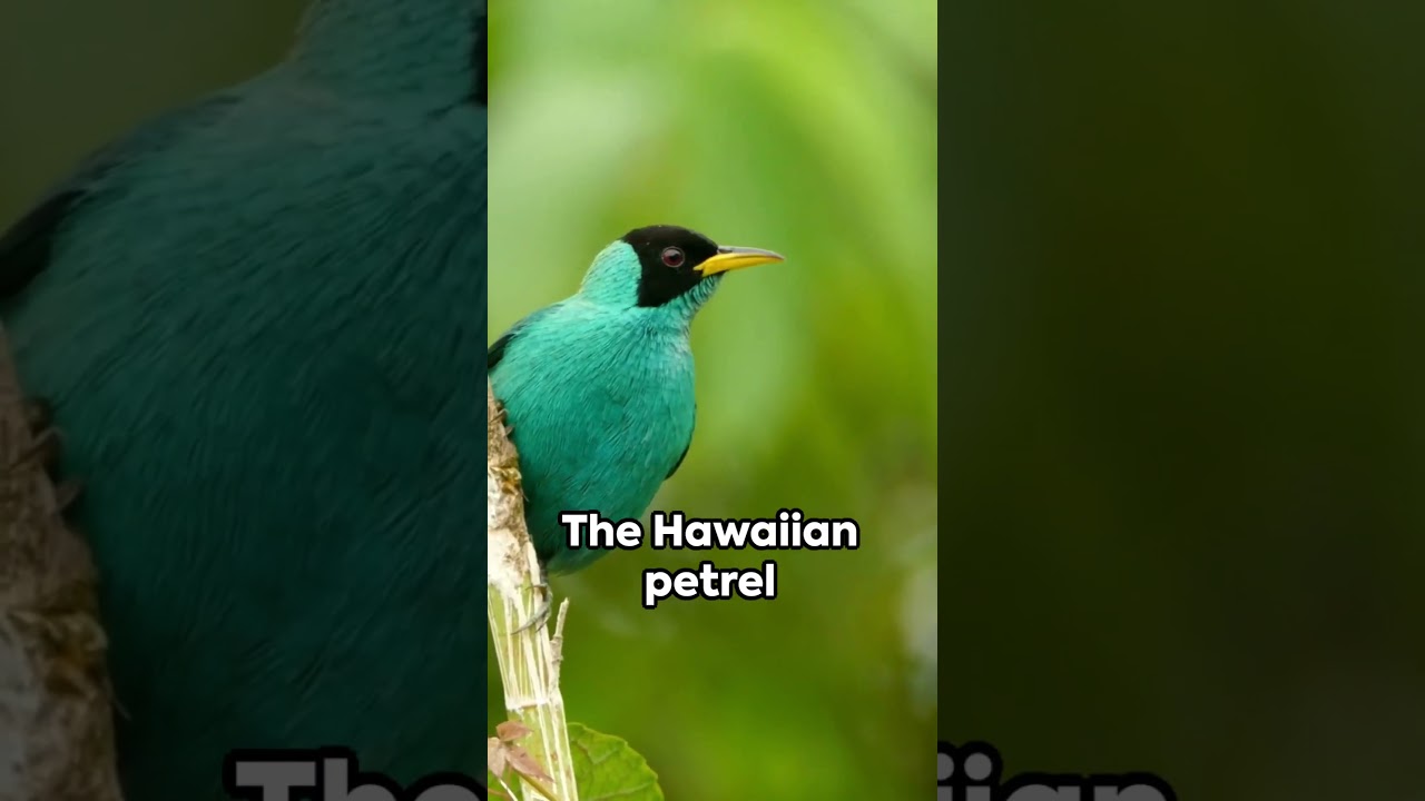 Some strange and Fun Facts about Maui Hawaii