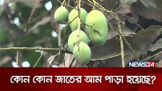 রাজশাহীর আমের খবর | News24