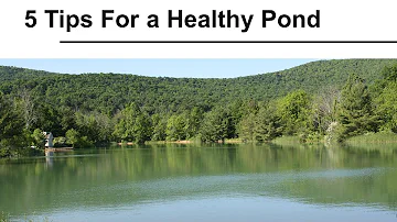 Five Tips For a Healthy Pond