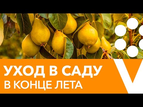 Видео: Садоводство на Западе – уход за западными садами в августе