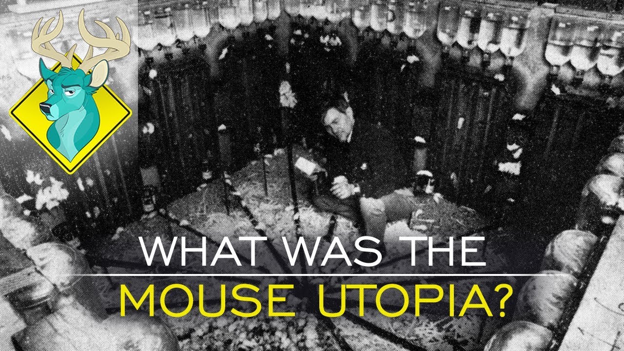 rat utopia experiment rat utopia experiment