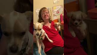 #viralvideo #fypシ゚viral #dogmeeting #puppy #bunny Jackie Jackson Meeting Jaclyn Julie Bambie &amp; Bunny
