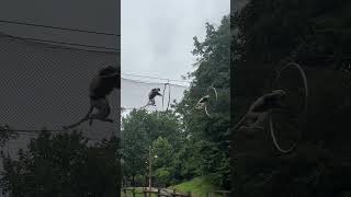Coquerel’s Sifaka Junos First Outdoor Adventure!