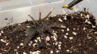 골리앗버드이터 사냥 | Goliathbirdeater hunting | Theraphosa apophysis | Theraphosa blondi | Theraphosa stirmi