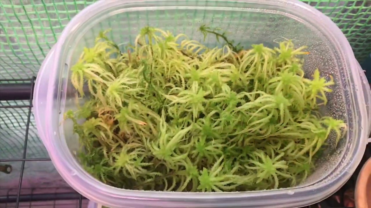 Living Sphagnum moss 'Live