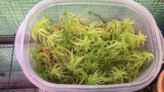 How I grow live Sphagnum moss