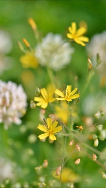 男って奴はとコラボ#山内惠介#shorts#男ってやつは#japanesemusic#Japaneseenka#Japan#Nikon#スライドショー#演歌歌手#演歌#写真日記#草花#モンシロチョウ