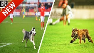 Animales INVADIENDO los Campos de Fútbol●HD||Insects & Animals On the Football Field