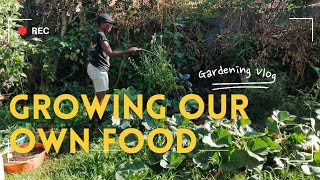 Gardening in Limited Space |  Getting Ahead of the Rain #vlog