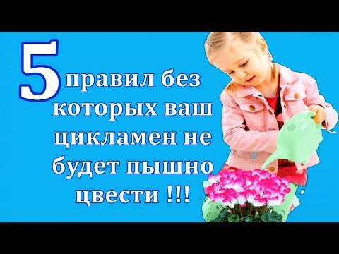 5 правил без которых ваш цикламен не будет пышно цвести !!!