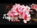 《花季中国》花之美 | CCTV纪录