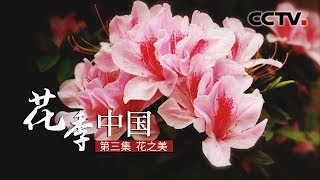 《花季中国》花之美 | CCTV纪录