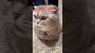Social media time! ❤️ #shorts #viral #cute #cat #cutecat