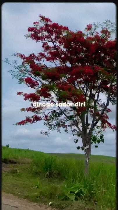 Sadar Diri - Nabila Maharani- Status Wa Lirik