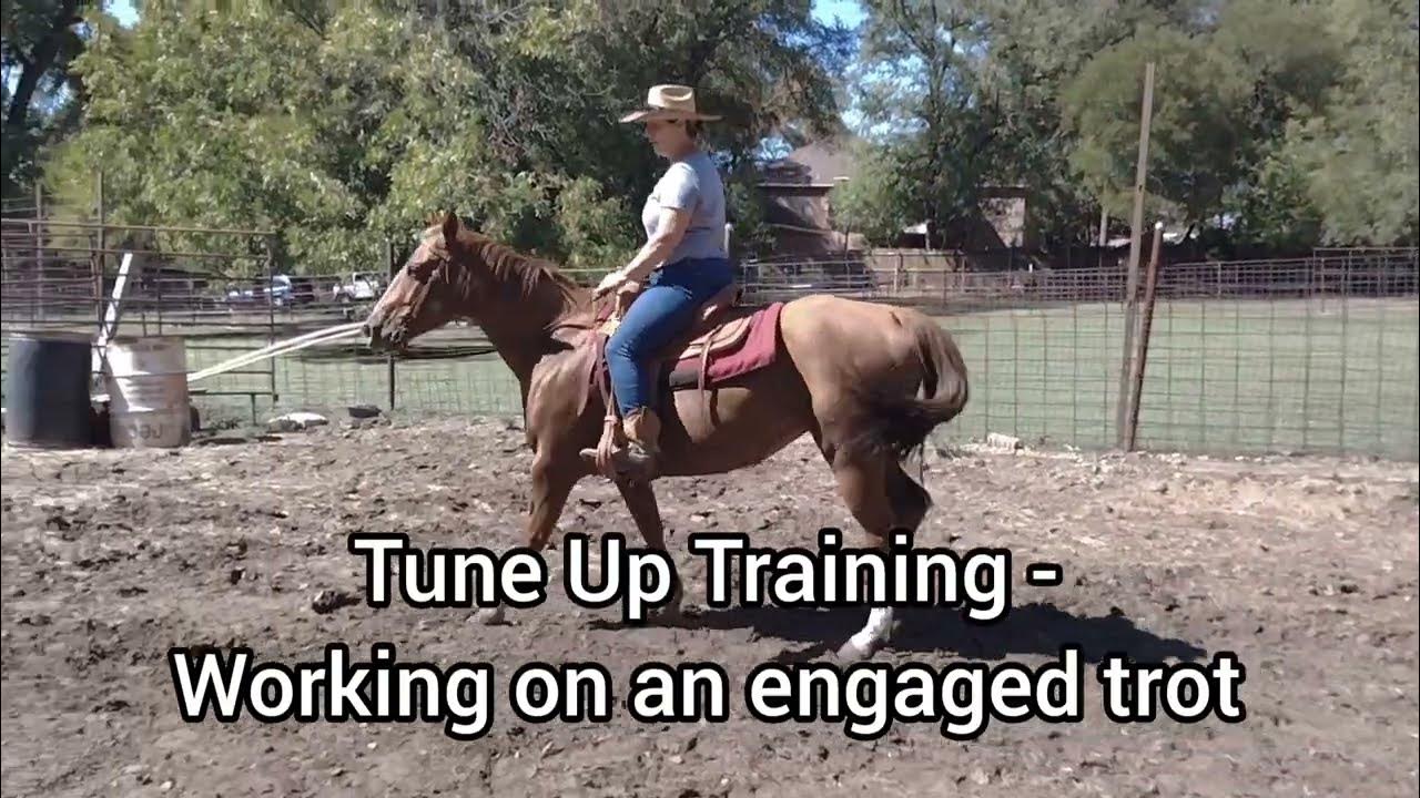 Tuneup training at a Trot starting to ask the horse for a more collected and engaged Trot