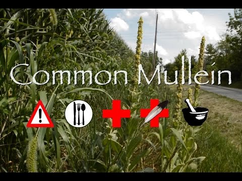 Common Mullein: 주의사항, 식용, 약용 및 기타 용도