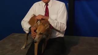 Pet Connection Norma 4-18-19